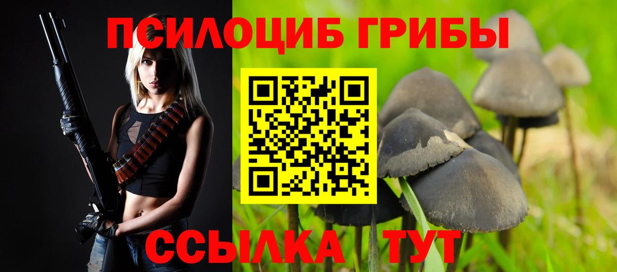 Псилоцибиновые грибы Psilocybine cubensis Калининград